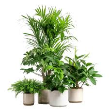 Indoor Plants Png Transpa Images