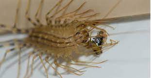 House Centipede Bites Cause For