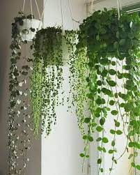 Artificial Wall Hanging Plants For
