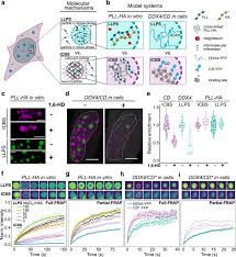 Liquid Phase Separation In Living Cells