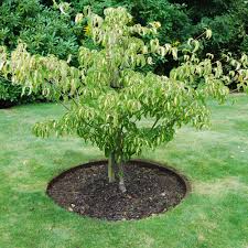 Everedge Metal Lawn Edging