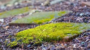 Eradicate Pesky Paving Moss By Turning