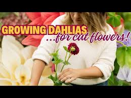 Grow Dahlias For Cut Flowers In Just A