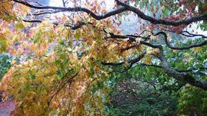 Gardening 101 Japanese Maple Trees