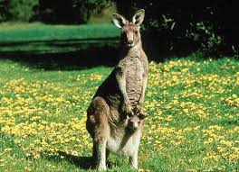 Germ Namur Kangaroo An Australian Icon