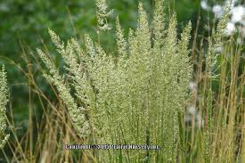 Prairie Junegrass Koeleria Macrantha