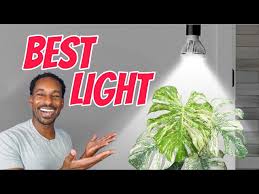 Best Grow Lights For Indoor Plants 2024