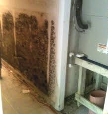 Basement Mold Removal Information
