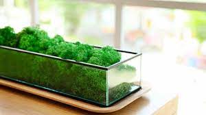 How To Grow Moss Indoors Top Tips