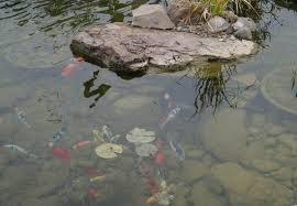 5 Components Of An Ecosystem Fish Pond