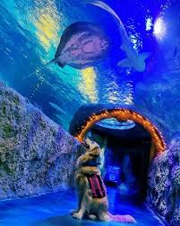 Sea Life Orlando Aquarium Florida