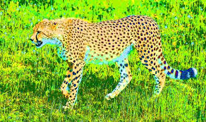 Cheetah Print Stock Photos Royalty