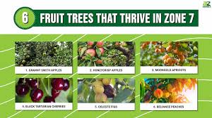 6 Fruit Trees That Thrive In Zone 7 A