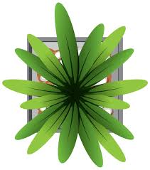 Plant Top View Images Free