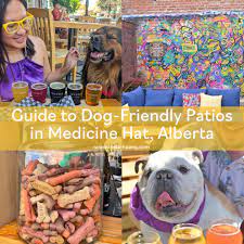 Guide To Dog Friendly Patios In