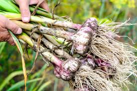 How To Harvest And Garlic