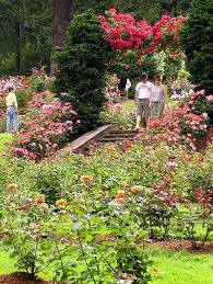 International Rose Test Garden