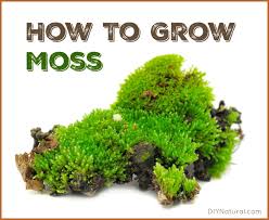 How To Grow Moss A Simple And Fun