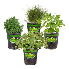 Pet Friendly Herb Garden Plant Kit
