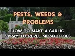 Garlic Spray To Repel Mosquitoes