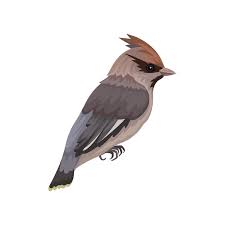 Waxwing Bird With Silky Plumage And