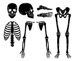 Human Skeleton Svg Bones Svg Icon