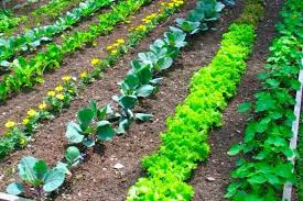 Vegetable Garden Layout Rows Square