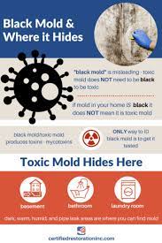 Black Mold Risks