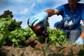 Can Urine Fertilize Your Garden