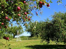 Buy Fruit Trees Scions And Rootstocks