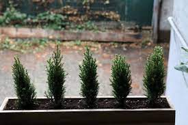 Tiny Trees For A Winter Window Box