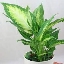 Tropical Plants Identification