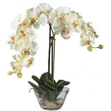 Phalaenopsis Orchid With Glass Vase 4643