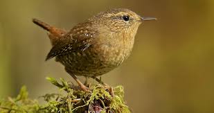 Pacific Wren Overview All About Birds