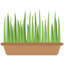 Grass Green Grass Planting Plants