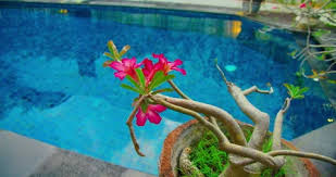 Garden Design With Spa Blue Swimming