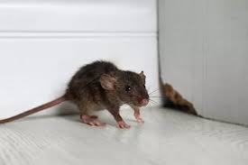 Telltale Signs Of A Rat Or Mouse