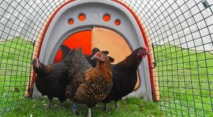 Hens Made Easy Welcome To The Good Life