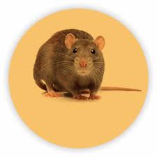 Residential Rodent Services Pest Control