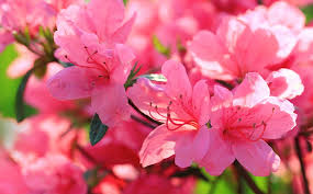 Top 6 Flowering Trees And Shrubs