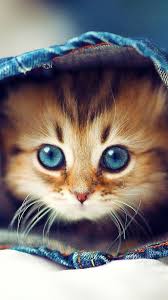 Cute Baby Cat Kats Wallpaper