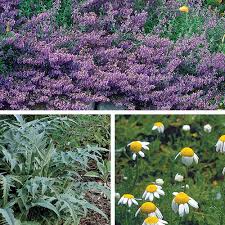 10 Ornamental Herbs Finegardening