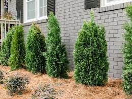 Types Of Trees And Shrubs
