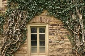 Ivy Surrounding Window Princeton