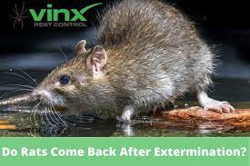 Do Rats Come Back After Extermination