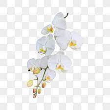 White Orchid Png Transpa Images