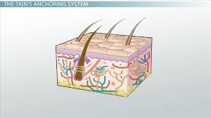 Basement Membrane Definition