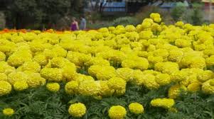 Marigolds Stock Footage Royalty Free