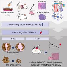 Pleural Mesothelioma Invasion