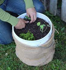 Build A 5 Gallon Bucket Garden To Grow